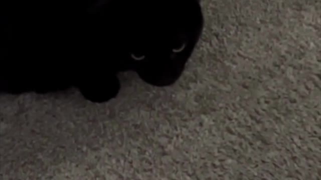 Adopting a Cat from a Shelter Vlog - Precious Piper with Her Favorite Toy #shorts