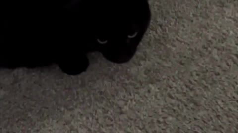 Adopting a Cat from a Shelter Vlog - Precious Piper with Her Favorite Toy #shorts