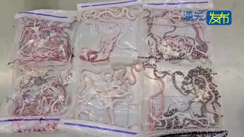 Man caught smuggling over 100 live snakes in pants