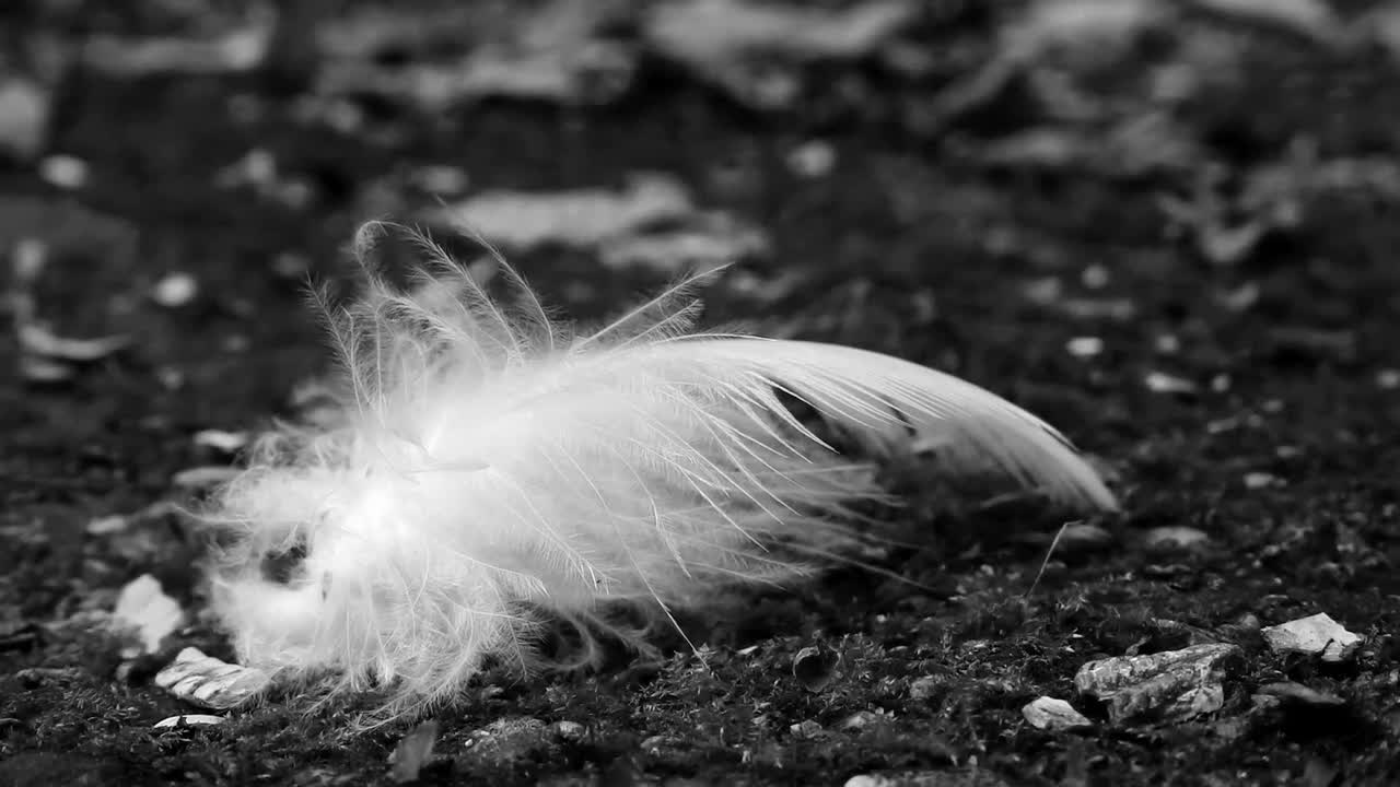 Feathers in the heath