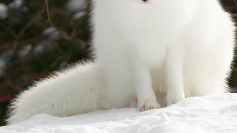 Share the animal world