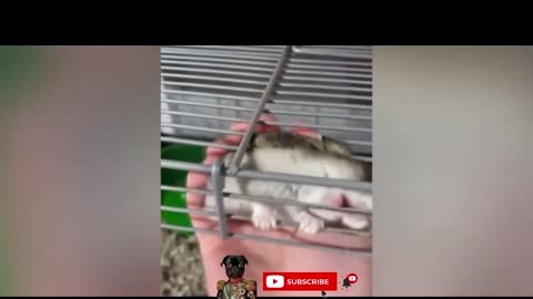 Cutest and funniest animals 2022 Dogs and cats doing funny things