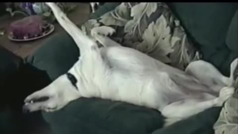 Funny Animals 🐶😺