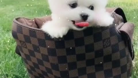 Trimming cute dogs