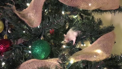 RAT CHRISTMAS!