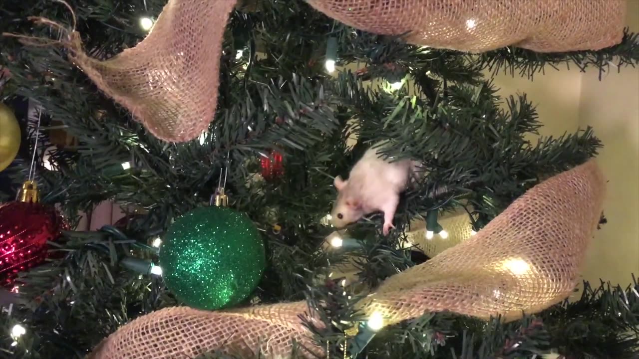 RAT CHRISTMAS!