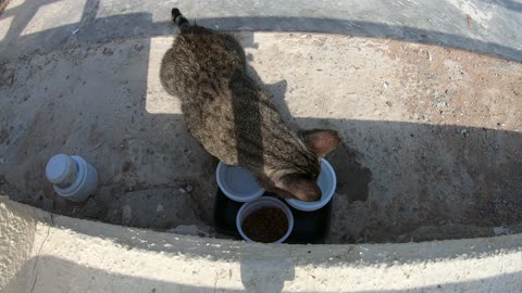 MICHAEL JACKSON - Homeless cat in Ras Al Khaimah, UAE #cat #cats #MichaelJackson #emirates #ae #UAE