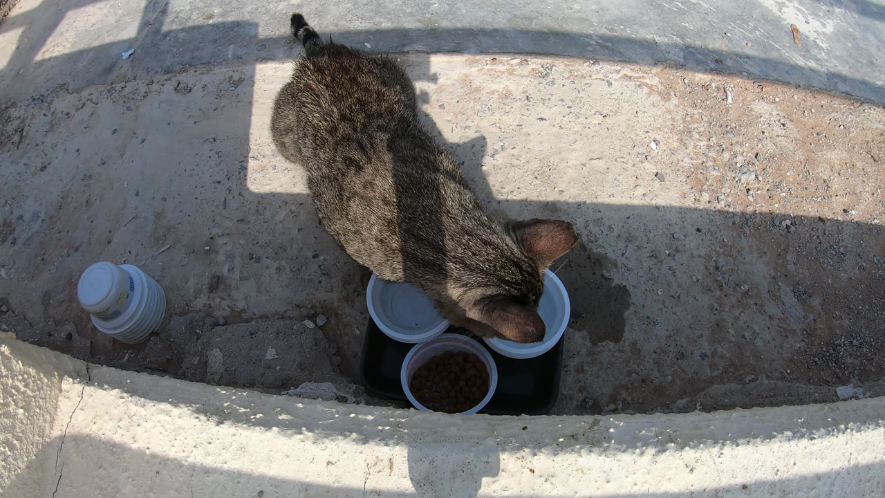 MICHAEL JACKSON - Homeless cat in Ras Al Khaimah, UAE #cat #cats #MichaelJackson #emirates #ae #UAE