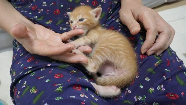 The rescued kitten very angry about not feeding food!