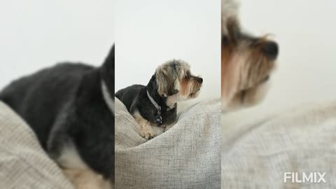 Cutest dog #2 trending