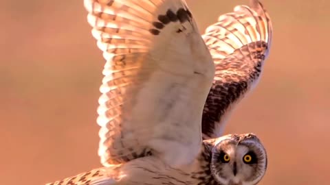 Forest Animals pics #animals #birds #forestanimals #videography