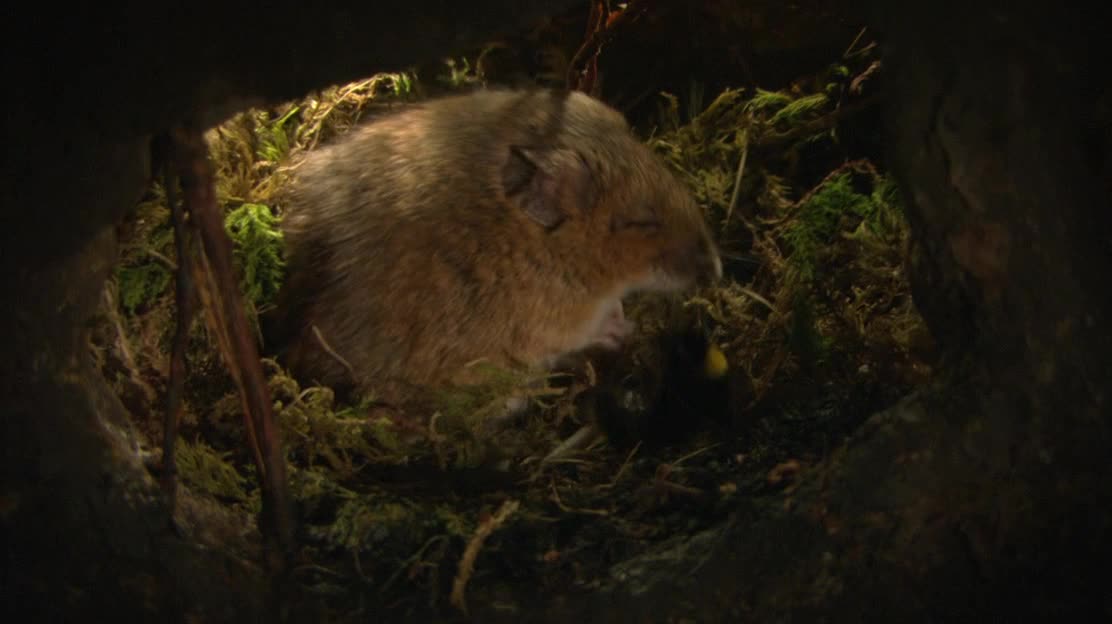 Small bumblebee vs mouse