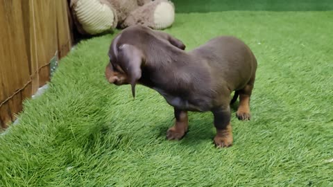 Lovely little dog