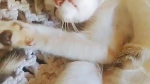 I was tricked buy a cat that doesn't catch a mouse