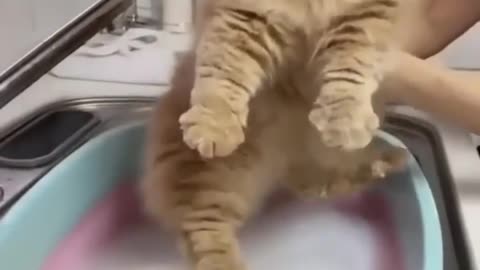 CAT IS TAKEN A BATH