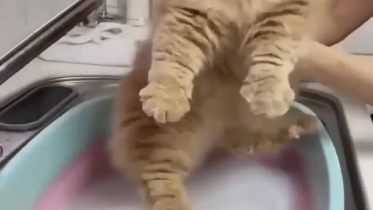 CAT IS TAKEN A BATH