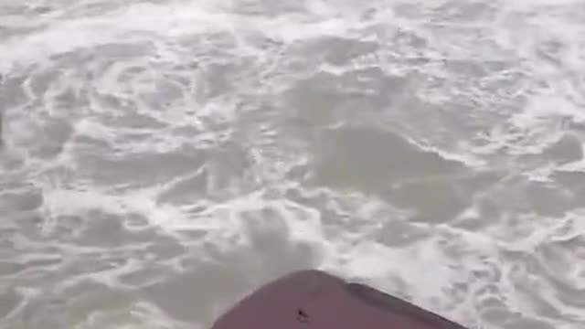 A shark, an alligator, or even flamingos have been seen...