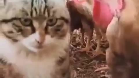 So cute 🐱
