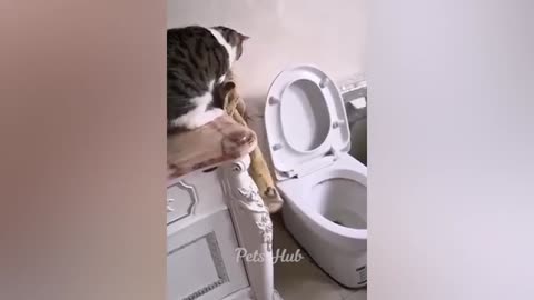 Funnest funny cats