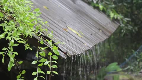 Sleep Instantly in Farm Tent with Heavy Rain & Fierce Thunder on a Tin Roof in Rainforest at Night#