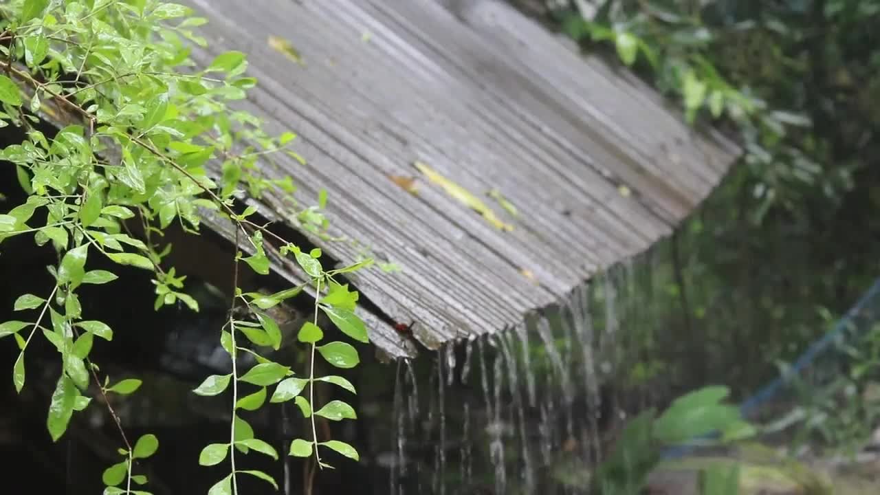 Sleep Instantly in Farm Tent with Heavy Rain & Fierce Thunder on a Tin Roof in Rainforest at Night#