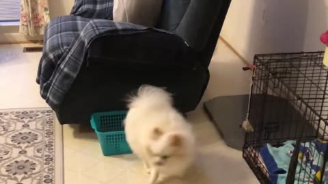female pomeranian dog barking _ pomeranian Puppies Barking