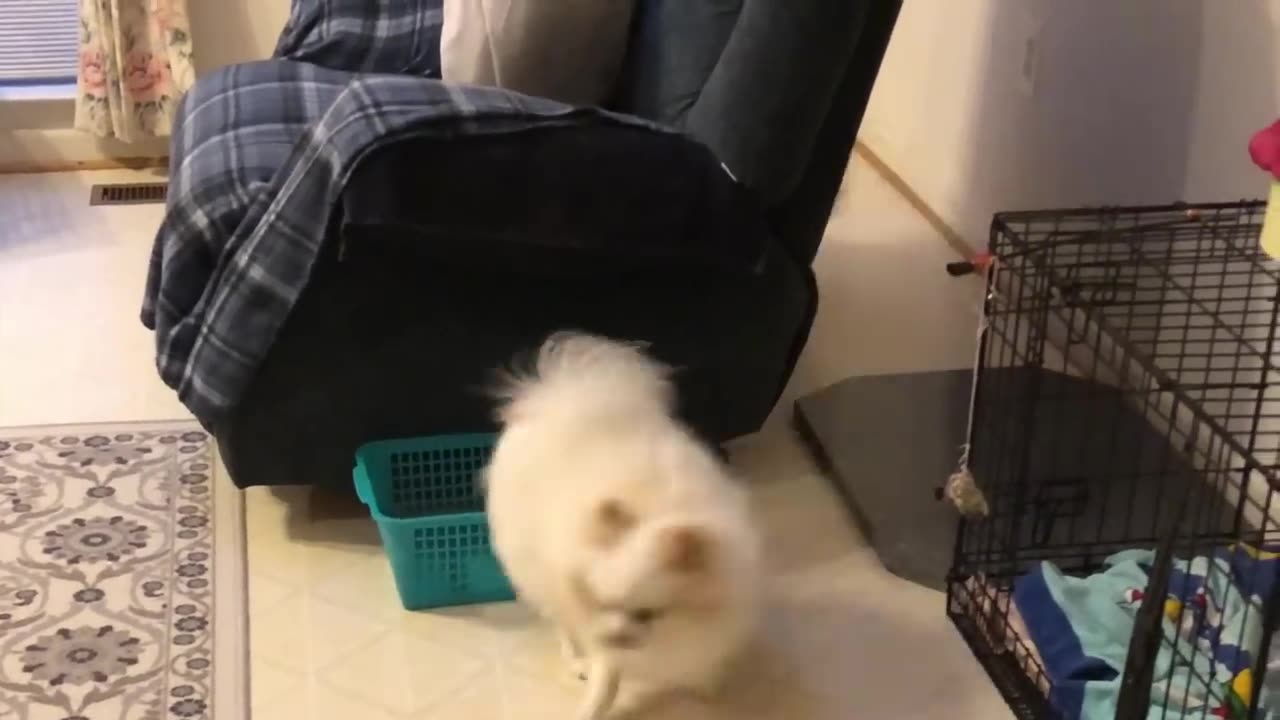 female pomeranian dog barking _ pomeranian Puppies Barking