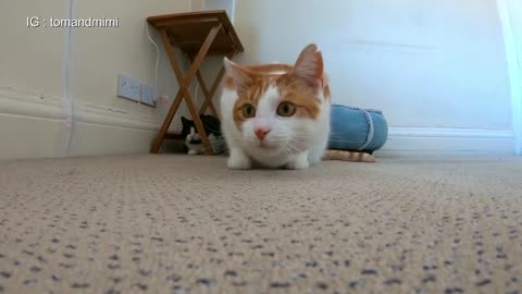 Cat In Hunting Mode