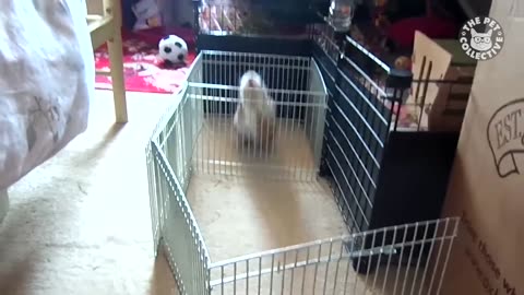 Pet Escape Artists - Funny Pet Video Compilation - The Pet Collective