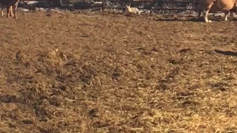 Fox gets charged by cow