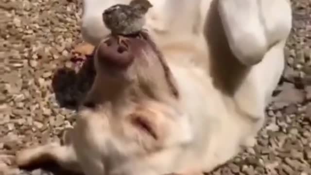 A dog snoring with a bird