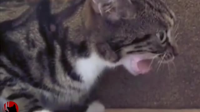 fanny video
