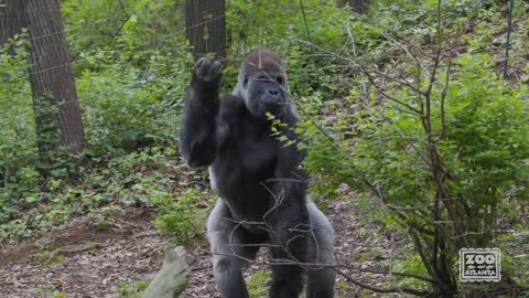 Gorilla Egg Hunts at Zoo Atlanta