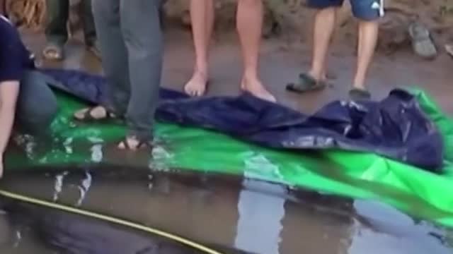 The world's biggest freshwater fish, a 660-pound stingray, was captured in Cambodia's Mekong River