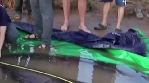 The world's biggest freshwater fish, a 660-pound stingray, was captured in Cambodia's Mekong River