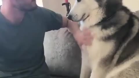Funny Animals Video