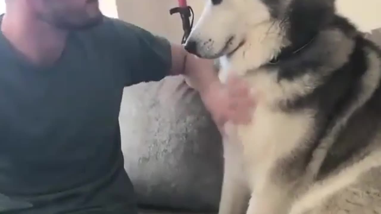 Funny Animals Video