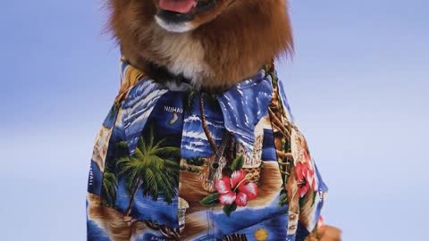 the cute dog