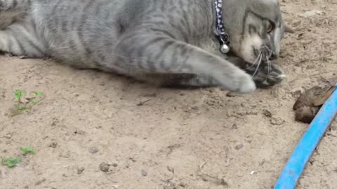 Cat Caught A Bird By Himself and He is Playing with It.; Funniest Cat Moment