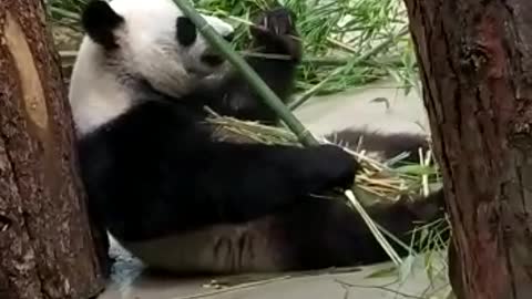 Very funny panda eating bamboo.