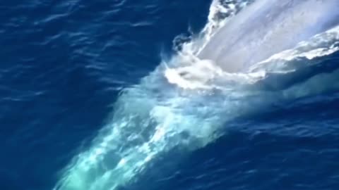 🐋 Le chant des baleines bleues