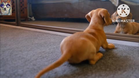 Dog beautiful play with looking glass