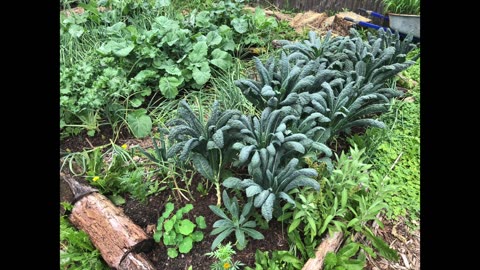 Garden Like A Viking - Top 7 Pest Deterrent Plants and How To Use Them Properly