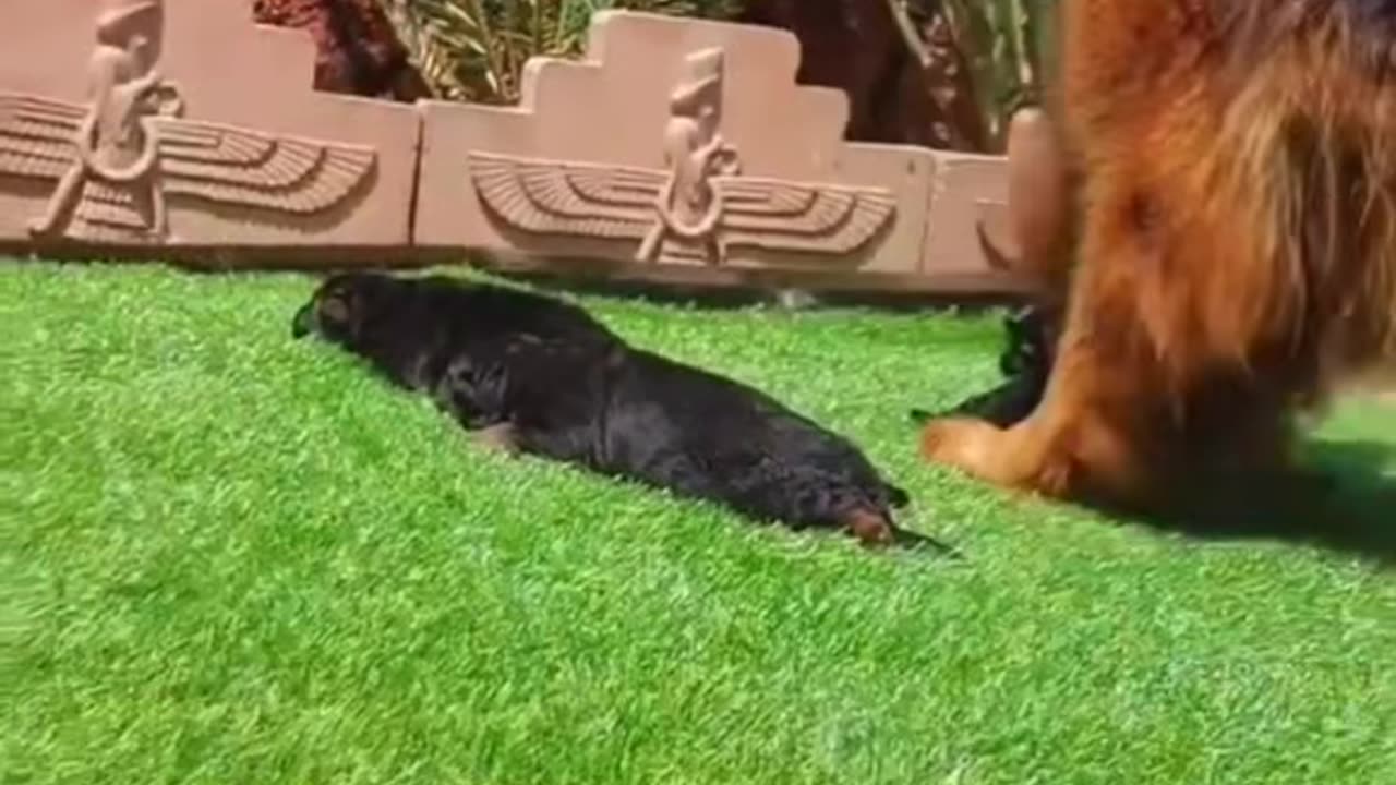 2023 ! VIDEO 6 #shorts #funnyfails #pets