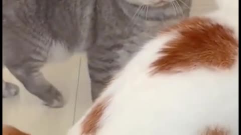 Funniest animals 2023 🐱In tiktok 😂 Funny and Fails Pets Video #11