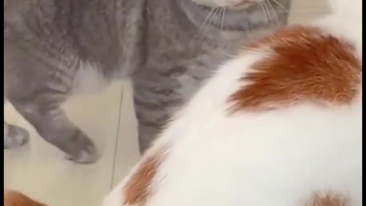 Funniest animals 2023 🐱In tiktok 😂 Funny and Fails Pets Video #11