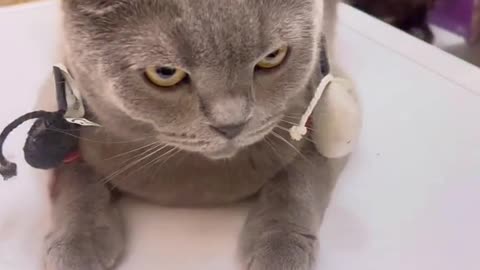 Cute and funny cat video.