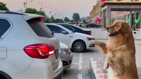 Funny Videos with Animals# shorts