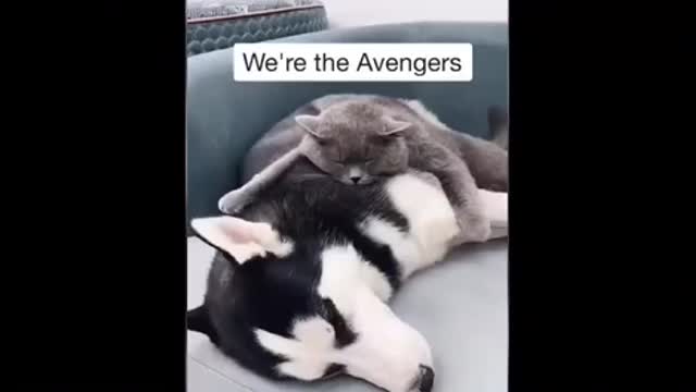 Cats are always Funny enough to laugh