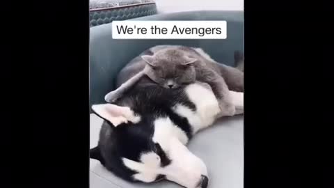 Cats are always Funny enough to laugh
